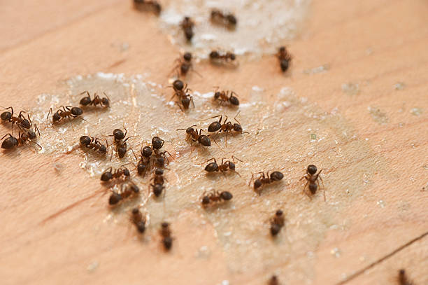 Best Mosquito Control Services  in Bay Minette, AL
