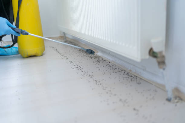 Best Bed Bug Extermination  in Bay Minette, AL